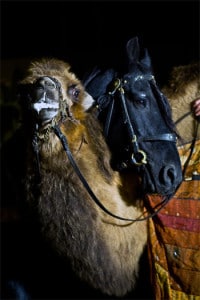 baladins_vallee_argent_compagnie_spectacle_theatre_animalier_equestre_-fetes_historiques_festival_salon_fous_histoire_vivante