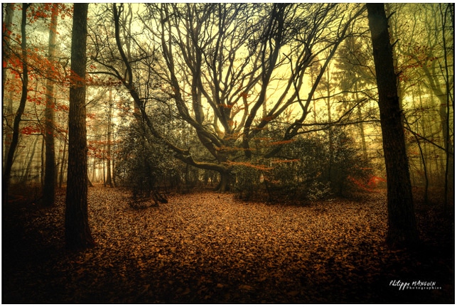 broceliande_foret_mythique_bretagne_legendes_arthuriennes_roi_arthur_chretien_de_troyes_moyen-age_central
