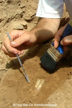 Archéozoologie et un archéologue sur un terrain de fouilles