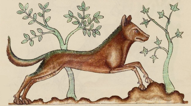 Enluminure d'un loup, XIIIe siècle, manuscrit médiéval MS 711