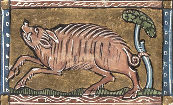 Enluminure d'un cochon errant tirée de, Der Naturen Bloeme de Jacob van Maerlant (KA16, Koninklijke Bibliotheek), 