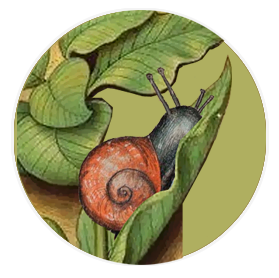 l'escargot du Psaultier de Macclesfield s'invite dans le manuscrit des Grandes Heures d'Anne de Bretagne.